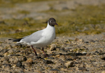 Fototapeta premium Black-headed gull during low tide at Busaiteen coast, Bahrain