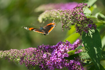 Motyl spijający nektar z kwiatów krzewu Budleja Dawida. © boguslavus