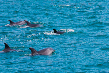 Pod of Dolphins in Bay of Islands, New Zealand