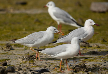 Black-headed gulls at Busaiteen coast, Bahrain