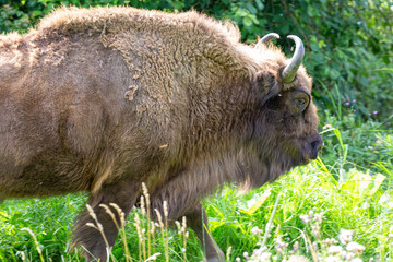 Wisenten or European bisons in naturepark Lelystad in the Netherlands. There are about 3000...