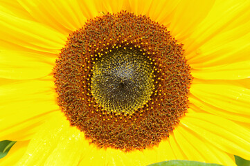 Sonnenblume Nahaufnahmen