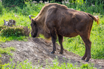 Wisenten or European bisons in naturepark Lelystad in the Netherlands. There are about 3000 European bisons after they almost became extinct. In 2020 they will appear in England too.