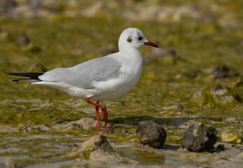Closeup of Black-headed gull at Busaiteen coast, Bahrain