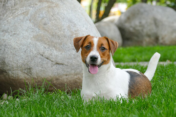 Happy terrier puppy outdoors in park