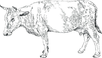 Cow Isolated on White 
Drawing of a cow
