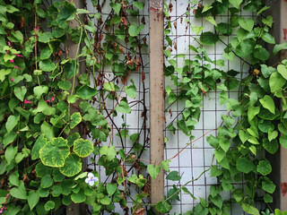 Green Climbing Plants and Flowers Against Rusty Wire Frame