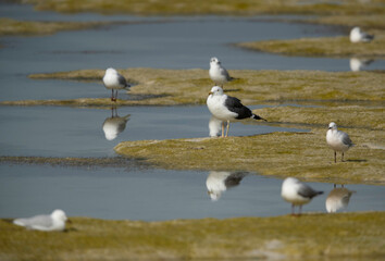 Great Black-backed Gull and black-headed gulls during low tide at Busaiteen coast, Bahrain