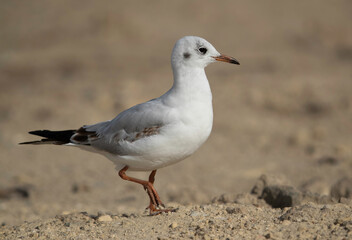 Closeup of Black-headed gull at Busaiteen, Bahrain