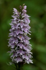Common spotted orchid, in Broxa Forest, North Yorkshire Moors National Park, England.