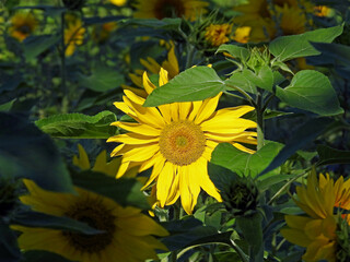 Obraz premium a plant with a yellow inflorescence called sunflower, which is part of flower meadows in the city of Białystok in Podlasie in Poland
