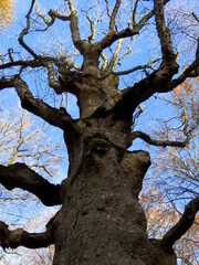 Fototapeta na wymiar The big old beech tree in the autumn season