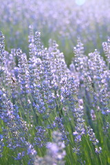 Field of Lavender, Lavandula angustifolia, Lavandula officinalis 