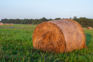 Round bale of yellow hay in the field. Harvesting hay for the household