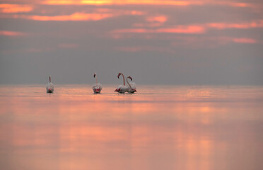 Greater Flamingos in the morning hours at Asker coast, Bahrain