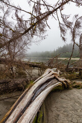 Drift Wood on a Sandy Beach during a foggy morning on the Pacific Ocean Coast. Taken at Raft Cove, Vancouver Island, British Columbia, Canada.