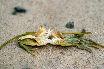 A dead green crab on the beach