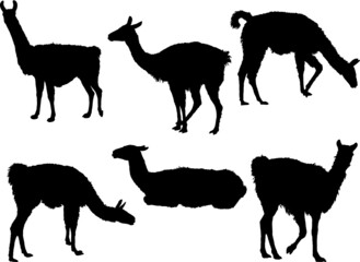 Vector illustration of a collection of llama silhouettes