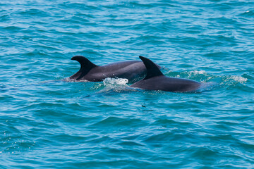Pair of dolphins in Bay of Islands, New Zealand
