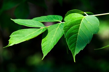 Fototapeta na wymiar Green Maple leaf close up.