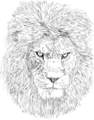 Hand drawn lion head 