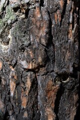 Pine tree bark texture close-up.