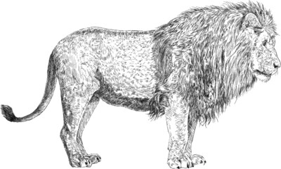 hand drawn vector illustration of a lion © predragilievski