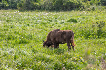 Wisent or European bison in naturepark Lelystad in the Nehtlerlands. Grazing in the meadows.
