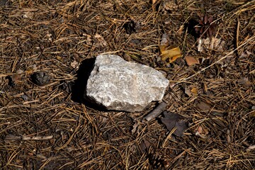 Stone on the forest land.