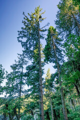 Tree ferns and redwood forest