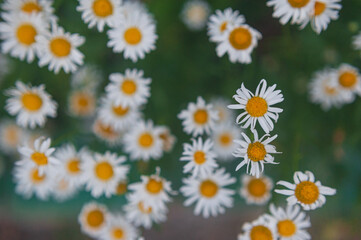 chamomile close up. Macro photography of wild white flower