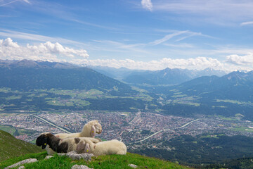 sheeps in the mountains in front of Innsbruck