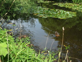 lake in the park