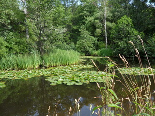 pond in the park