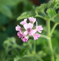  Geranium 