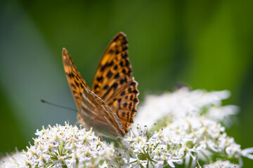 Fototapeta na wymiar Beautiful summer butterflies on flowers and leaves