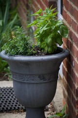 Herbs for a kitchen garden in outside planter
