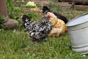 Hühner im Garten auf einer grünen Wiese