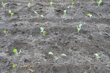 cabbage seedlings on the ground