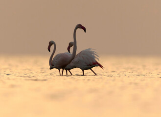 Greater Flamingos in golden light, Asker coast, Bahrain