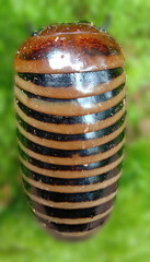 a strange creature known 