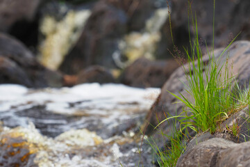 Naklejka na ściany i meble Bubbling spring river stream, waterfalls, fresh greens close-up