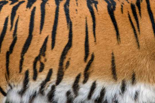 Closeup real tiger skin texture. Tiger fur background image background
