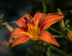 An orange daylily opens up in front of a blurred natural background