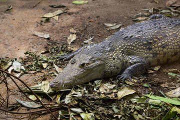 dangerous crocodile or alligator is watching you