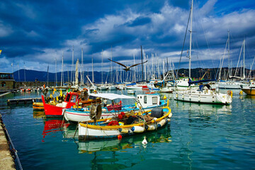 Seagull in flight on the marina of Lerici Liguria Italy