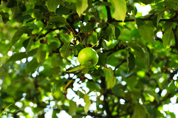 Green apples on a branch, outdoors.