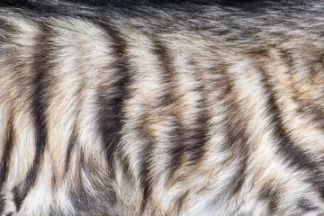 Gordijnen Hyena Closeup real hyena skin texture  © byrdyak