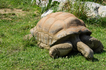 giant turtle or tortoise eating some gras