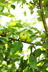 Green apples on a branch, outdoors.